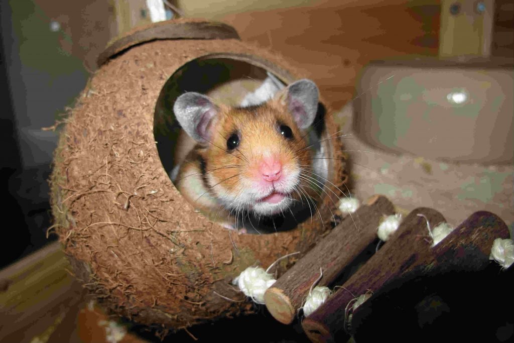 Hamster: o fofinho que troca o dia pela noite