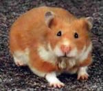 Hamster: o “fofinho” que troca o dia pela noite