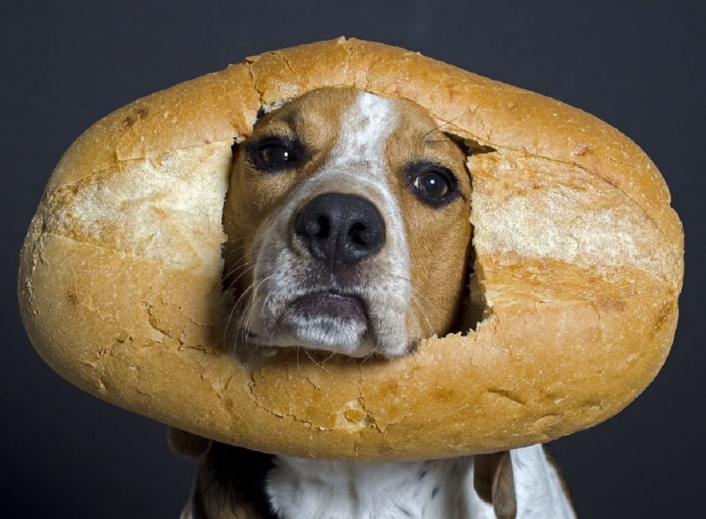 Para saber se cachorro pode comer pão, um cão com cara tristonha com um pão grande com buraco no meio em volta do seu pescoço.