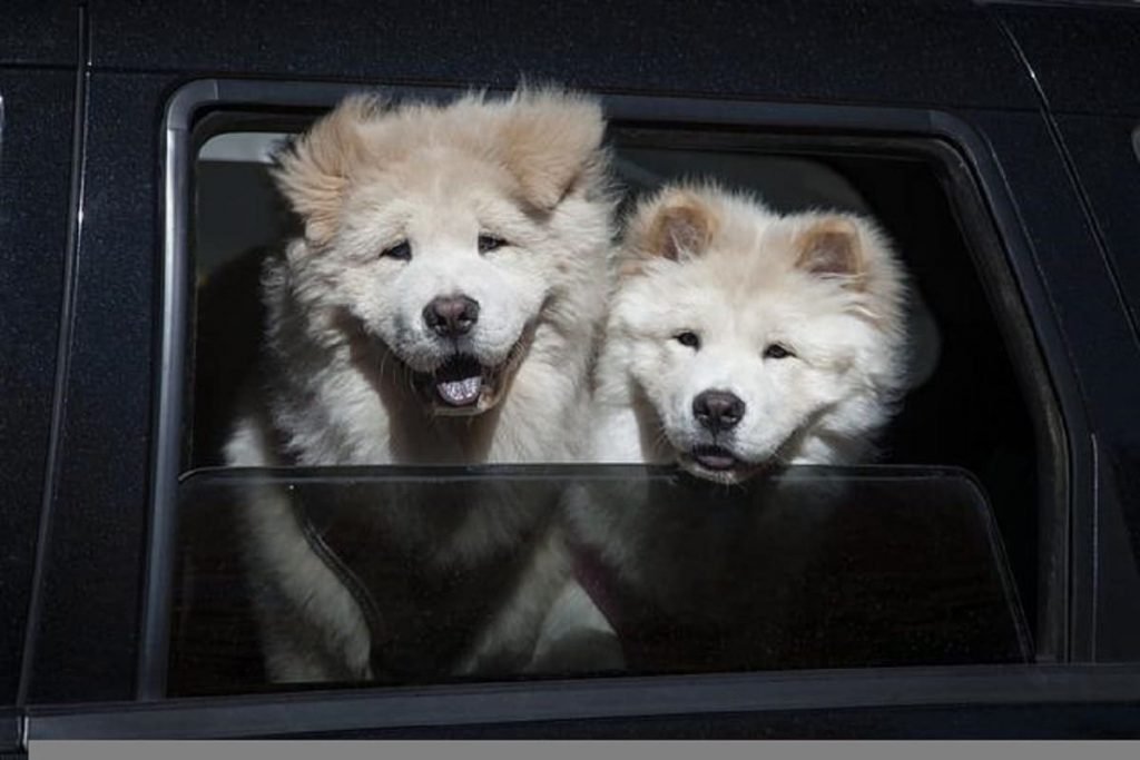 Dois lindos cachorros brancos da raça xau xau, no banco de trás de um carro. olhando pela janela.