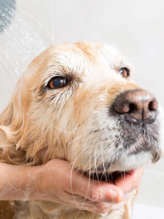 Local ideal para dar banho em seu cão