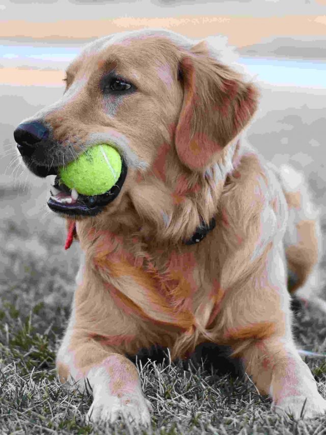 Golden Retriever:  lorde cativante