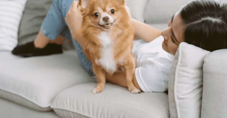 Cachorro pequenino lindo brincando com a sua tutora que está deitada no sofá.