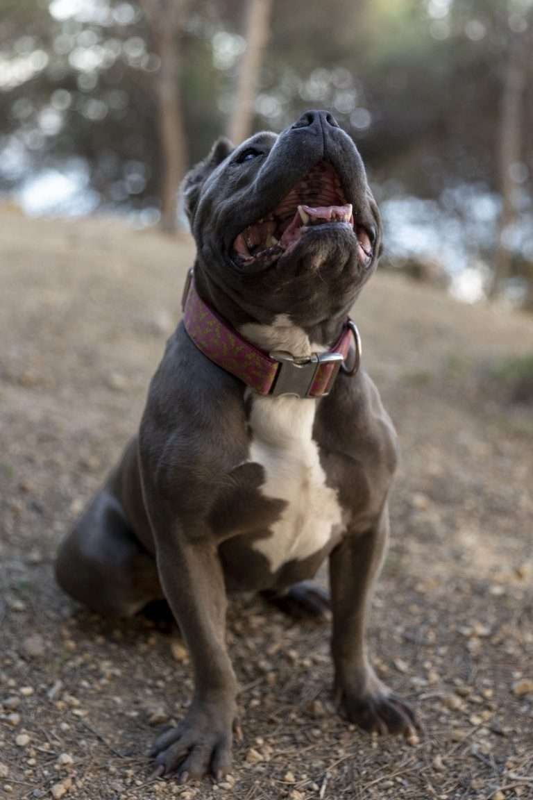 Um cachorro no meio do mato latindo para o alto.