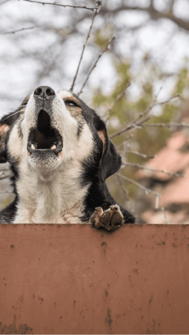 Cachorro encima do muto latindo muito, sem motivo.