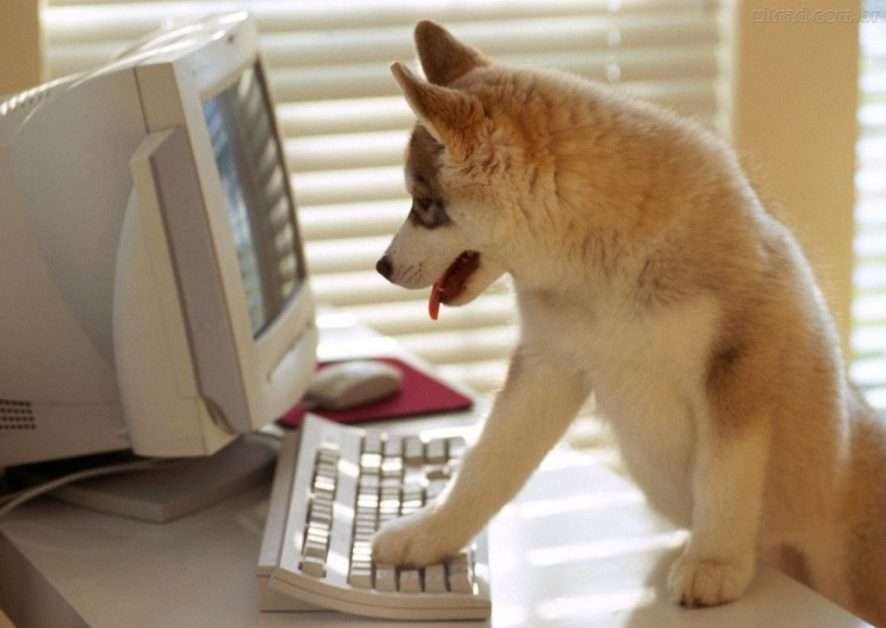 Cachorro lindo brincando com o teclado em um computador velho.