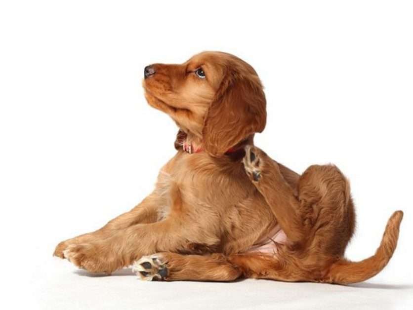 Um cãoziho limpando as pulgas com suas patas.