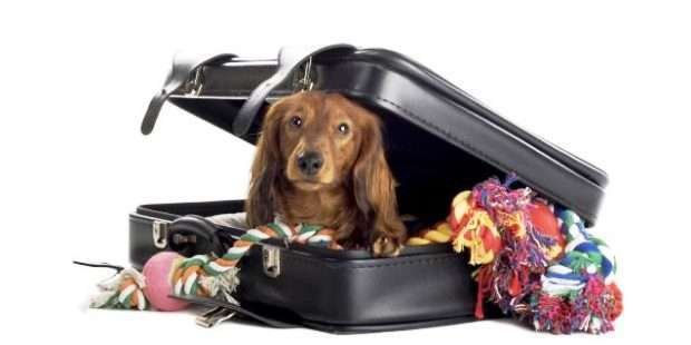 Um cachorro lindo em uma mala cheia de roupas.