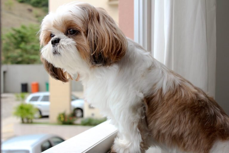 Tudo o que você precisa saber sobre a raça Shih Tzu