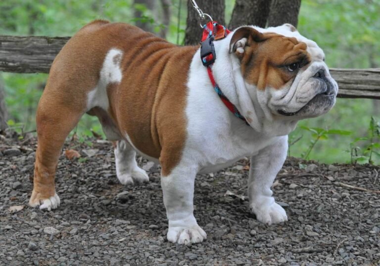 Os benefícios de ter um bulldog francês como animal de estimação