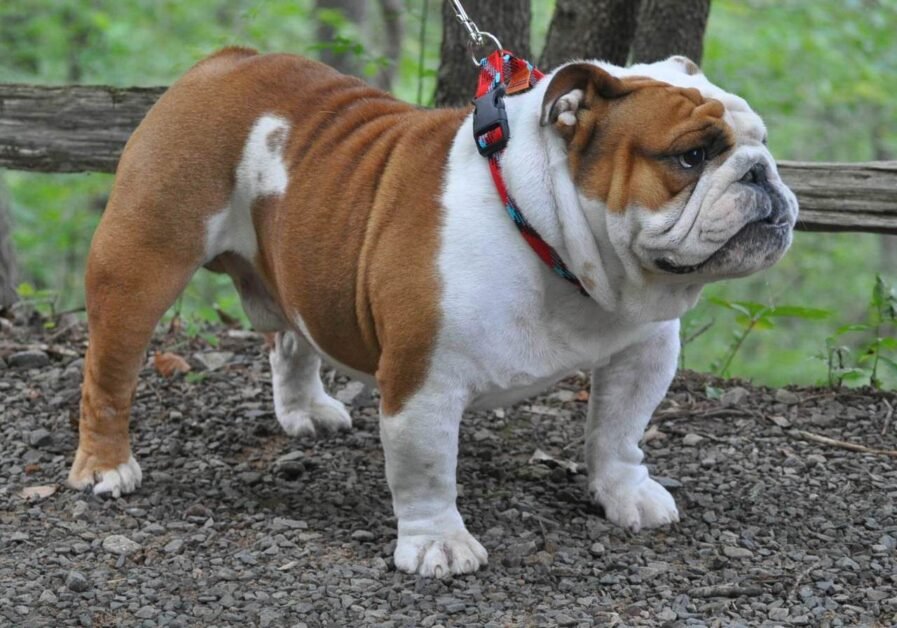 english bulldog 044