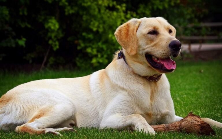 Tudo o que você precisa saber sobre o labrador retriever